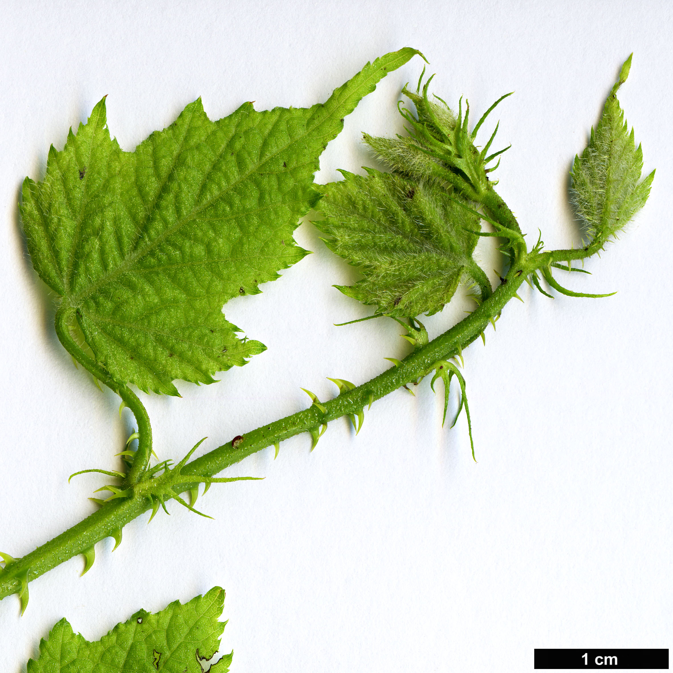 High resolution image: Family: Rosaceae - Genus: Rubus - Taxon: lambertianus High resolution image: Family: Rosaceae - Genus: Rubus - Taxon: lambertianus